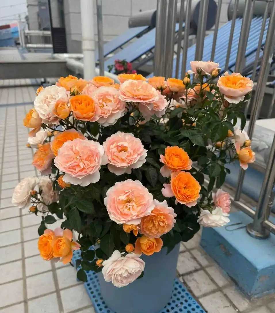 盆栽玫瑰施肥別亂來！4個關鍵期+1袋肥，花開滿枝不生病