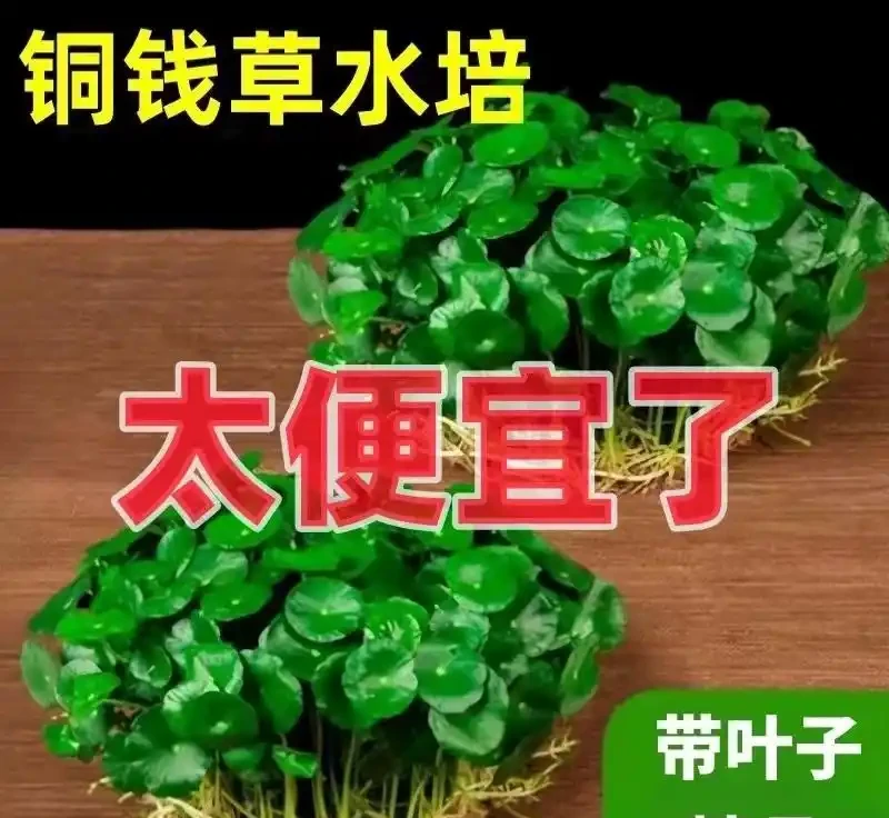 想讓水耕金錢草重煥生機？這份獨家養護秘籍別錯過，掌握關鍵技巧，讓你的綠植告別萎靡，活力滿滿