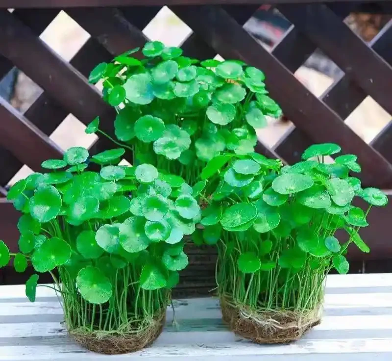想讓水耕金錢草重煥生機？這份獨家養護秘籍別錯過，掌握關鍵技巧，讓你的綠植告別萎靡，活力滿滿