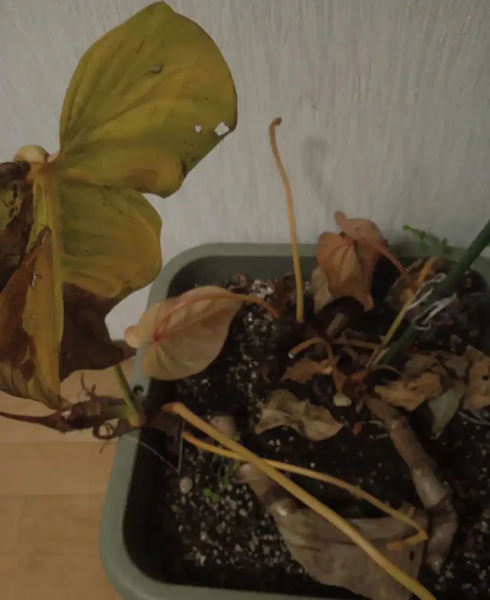 為啥盆栽植物搬到室內大面積黃葉?怎麼防治呢?