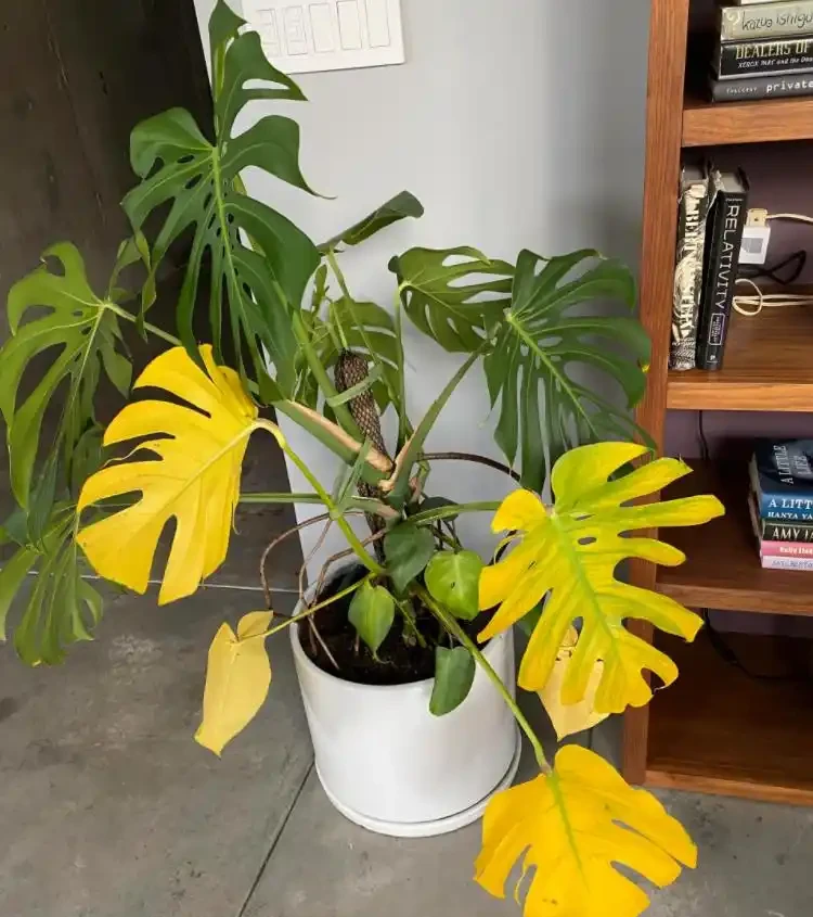 為啥盆栽植物搬到室內大面積黃葉?怎麼防治呢?