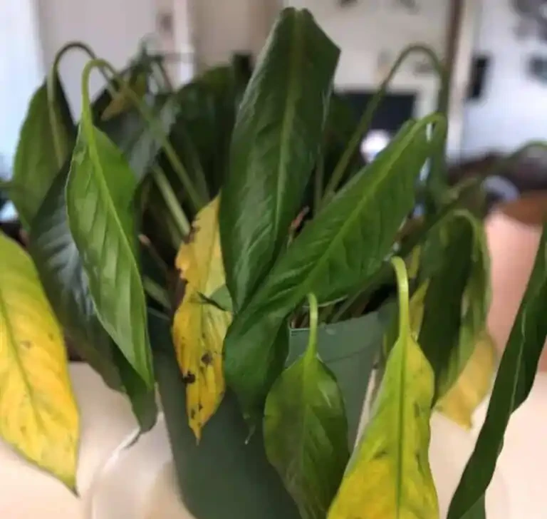 為啥盆栽植物搬到室內大面積黃葉?怎麼防治呢?