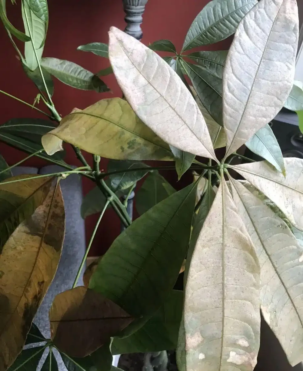 為啥盆栽植物搬到室內大面積黃葉?怎麼防治呢?