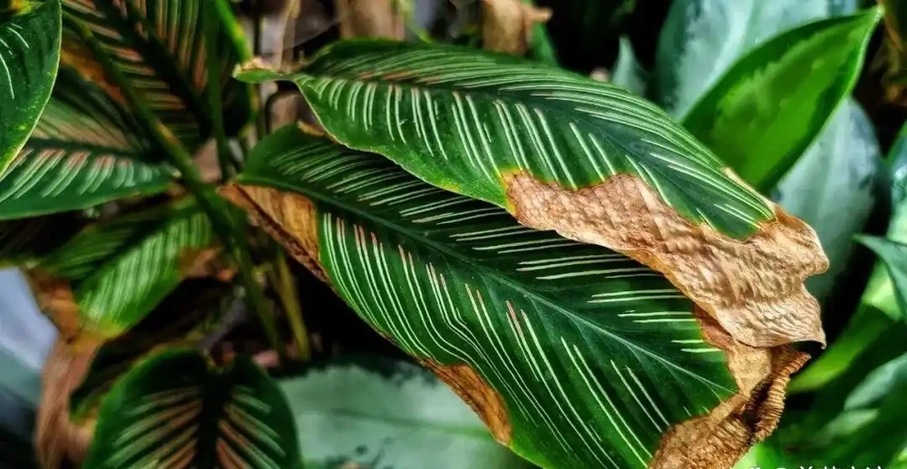 為啥盆栽植物搬到室內大面積黃葉?怎麼防治呢?