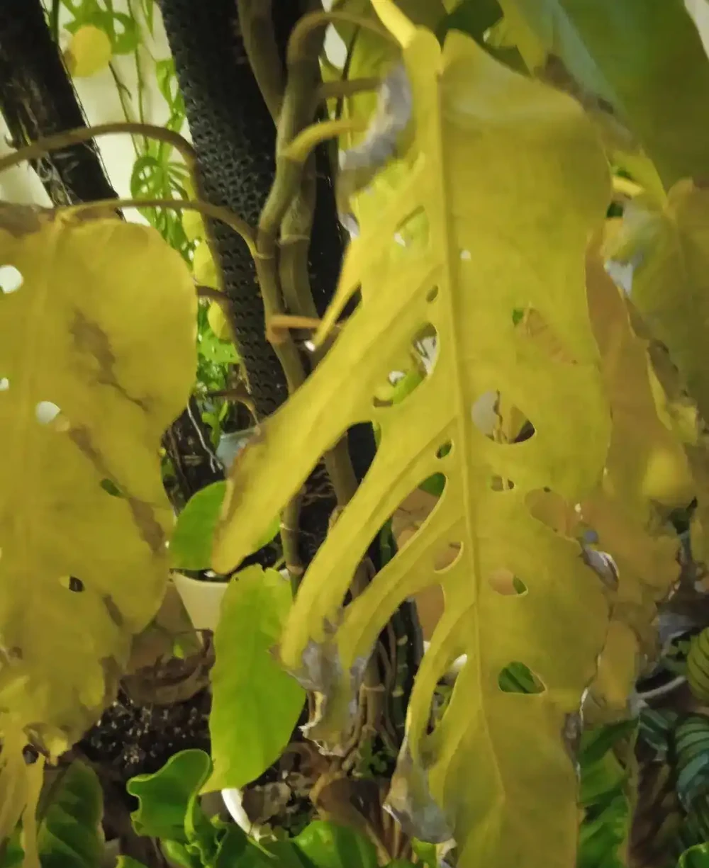 為啥盆栽植物搬到室內大面積黃葉?怎麼防治呢?
