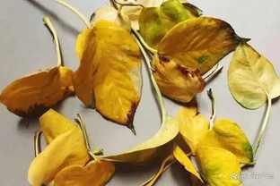 為啥盆栽植物搬到室內大面積黃葉？怎麼防治呢？