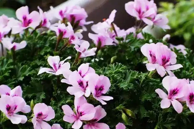 想讓家裡四季有花?這8種「開花勞模」必須知道!