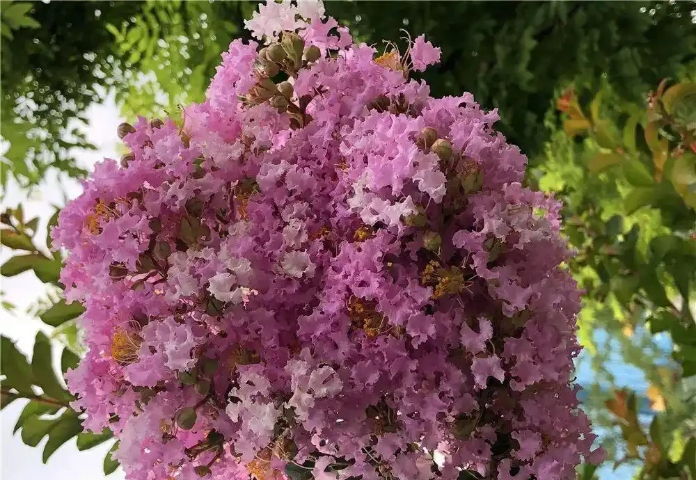 想讓家裡四季有花?這8種「開花勞模」必須知道!