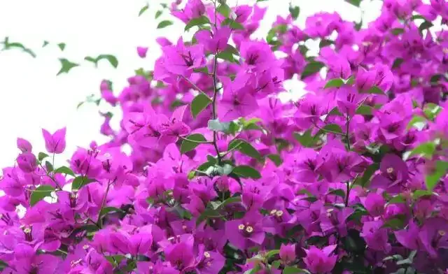 想讓家裡四季有花?這8種「開花勞模」必須知道!