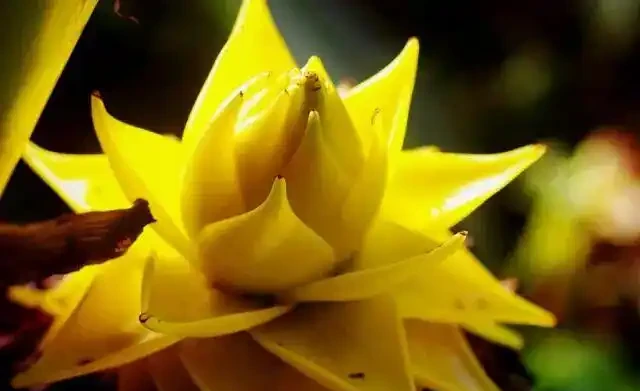 想讓家裡四季有花?這8種「開花勞模」必須知道!