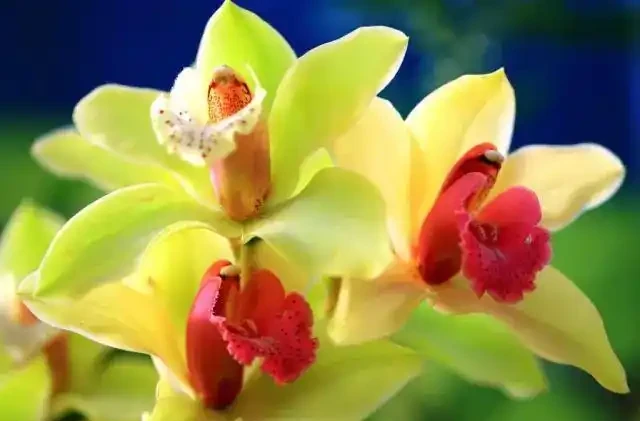 想讓家裡四季有花?這8種「開花勞模」必須知道!