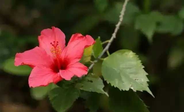 想讓家裡四季有花?這8種「開花勞模」必須知道!