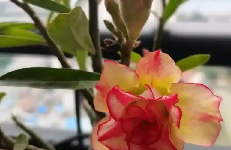 沙漠玫瑰冬天別亂施肥!做好這3點,新芽瘋長,開花更鮮豔