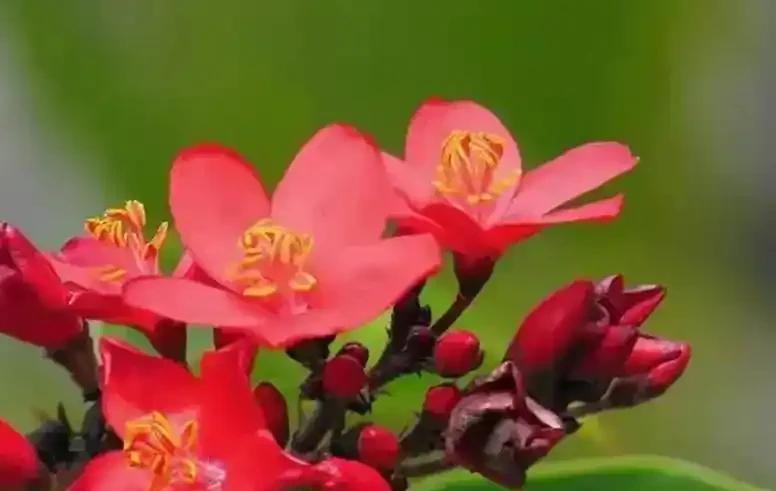 10種開花期超長的花卉,輕鬆養一盆,四季盡享美景
