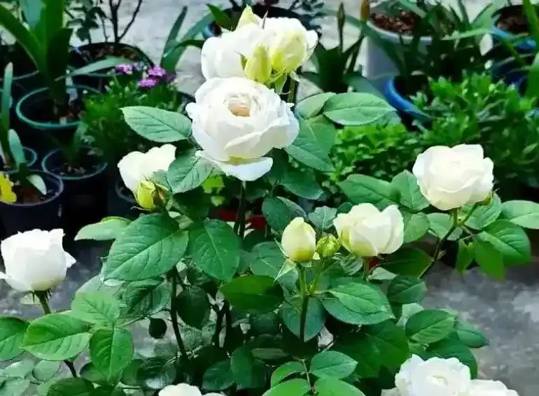 10種開花期超長的花卉,輕鬆養一盆,四季盡享美景