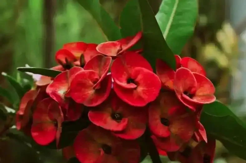 10種開花期超長的花卉,輕鬆養一盆,四季盡享美景