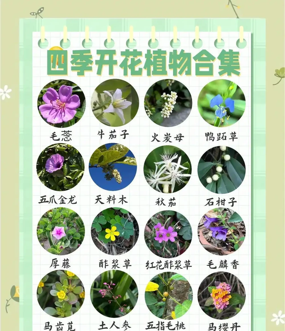 10種開花期超長的花卉,輕鬆養一盆,四季盡享美景