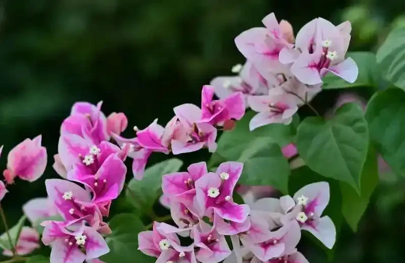 10種開花期超長的花卉,輕鬆養一盆,四季盡享美景