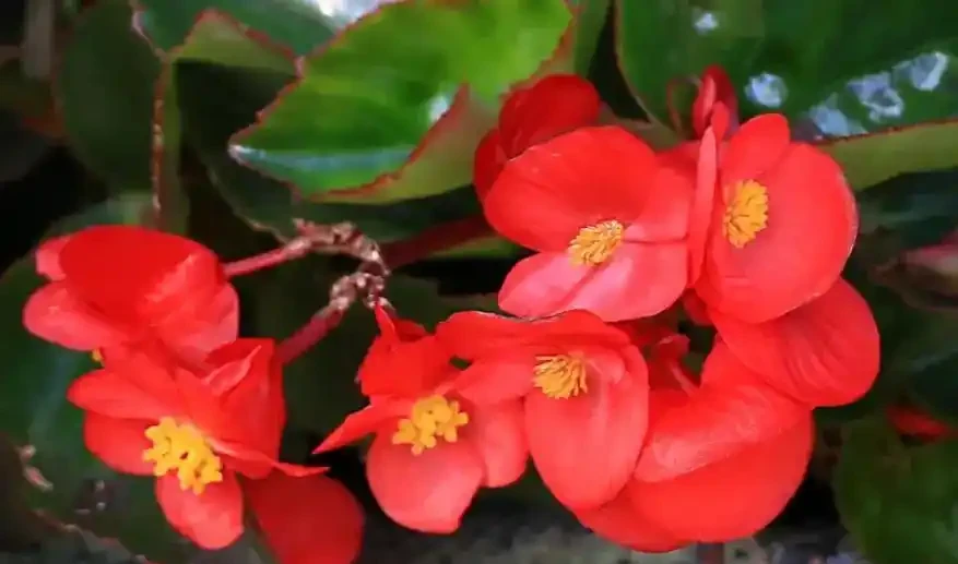 10種開花期超長的花卉,輕鬆養一盆,四季盡享美景