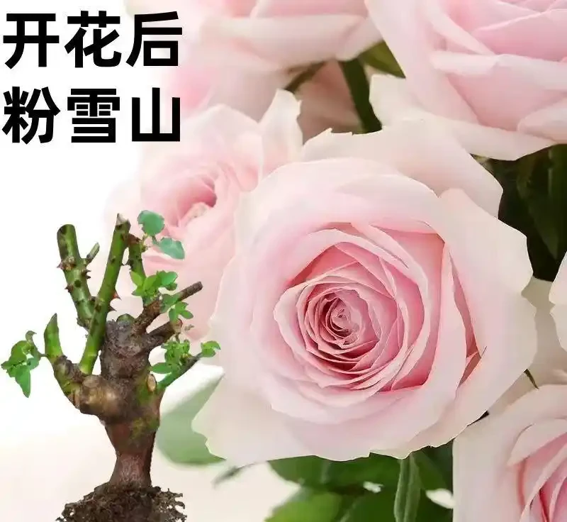 庭院陽臺不知道種啥?這款香水玫瑰老樁盆栽千萬別錯過,四季開花,讓你家中時刻瀰漫馥郁花香