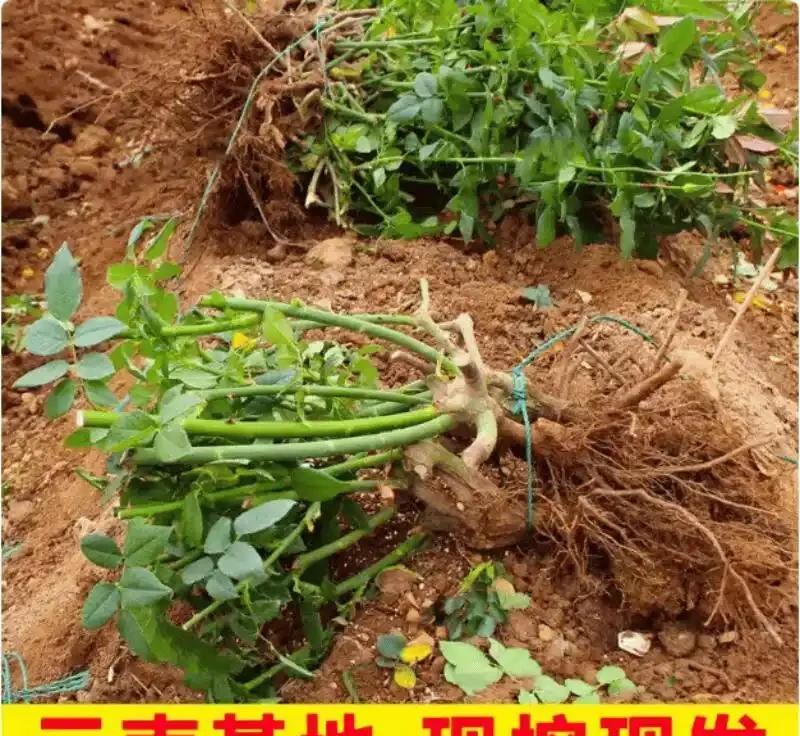 庭院陽臺不知道種啥?這款香水玫瑰老樁盆栽千萬別錯過,四季開花,讓你家中時刻瀰漫馥郁花香