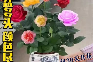 庭院陽臺不知道種啥？這款香水玫瑰老樁盆栽千萬別錯過，四季開花，讓你家中時刻瀰漫馥郁花香