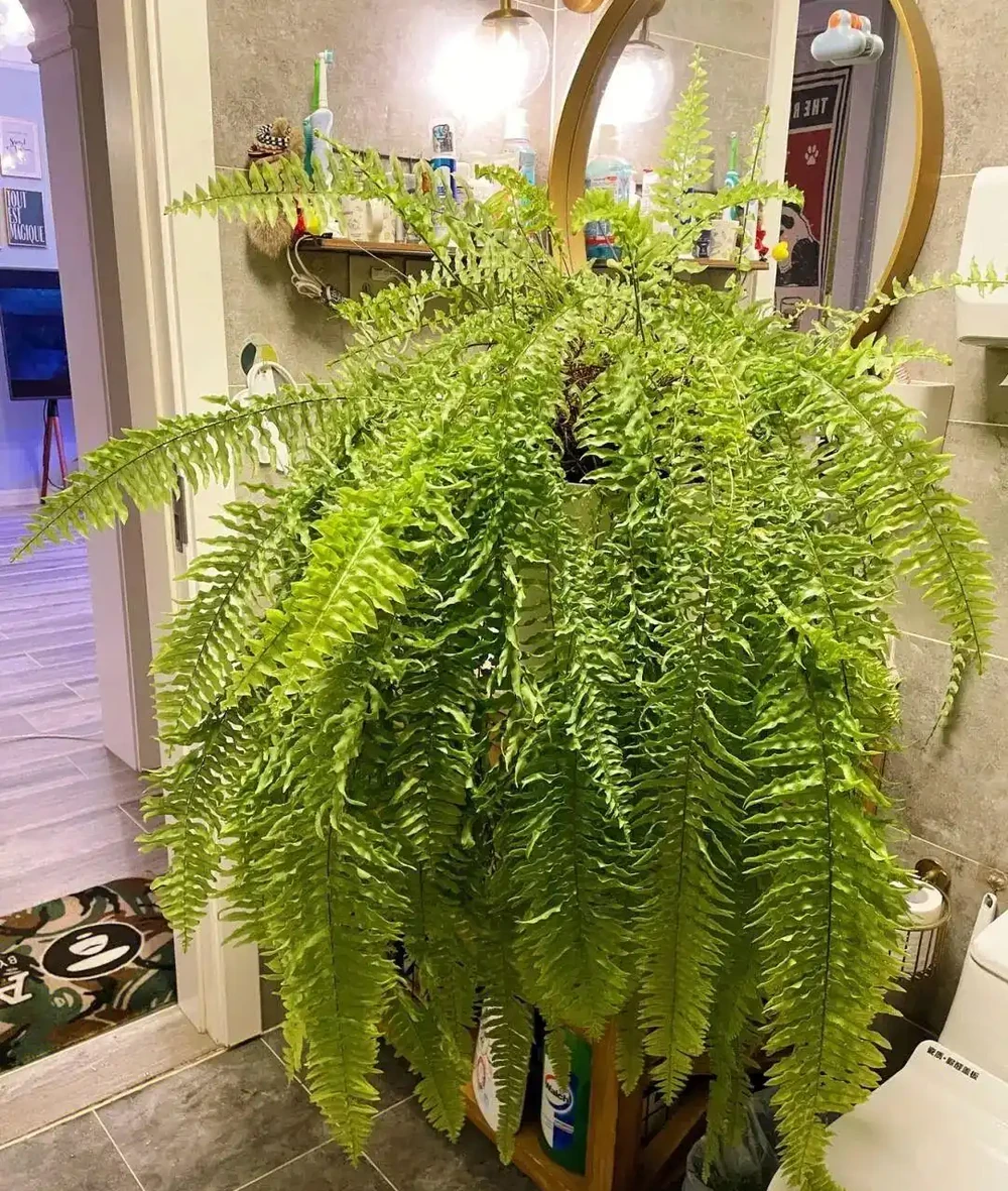 家裡光線差？這15種耐陰花讓你家秒變綠植天堂！