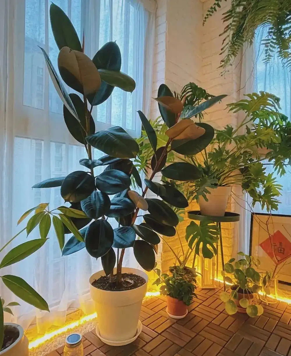 家裡光線差？這15種耐陰花讓你家秒變綠植天堂！