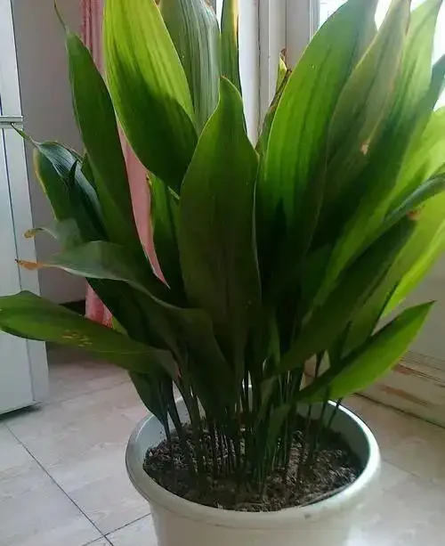 家裡光線差？這15種耐陰花讓你家秒變綠植天堂！