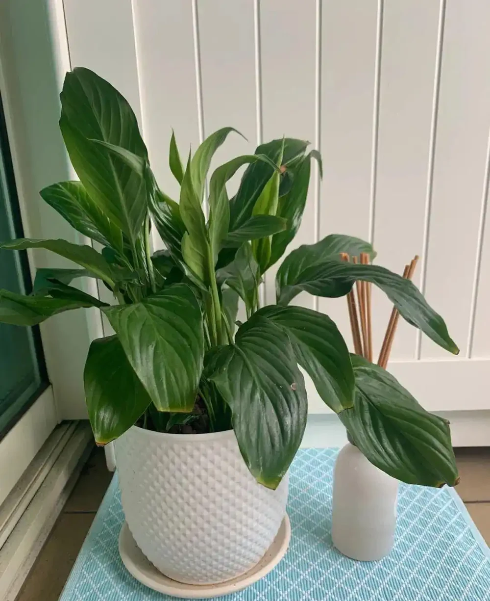 家裡光線差？這15種耐陰花讓你家秒變綠植天堂！