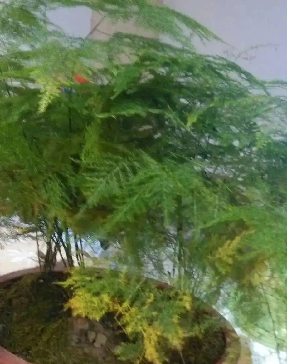 家裡光線差？這15種耐陰花讓你家秒變綠植天堂！