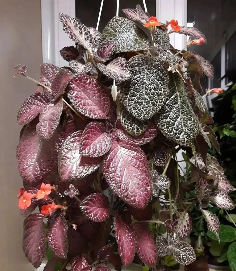 家裡光線差？這15種耐陰花讓你家秒變綠植天堂！