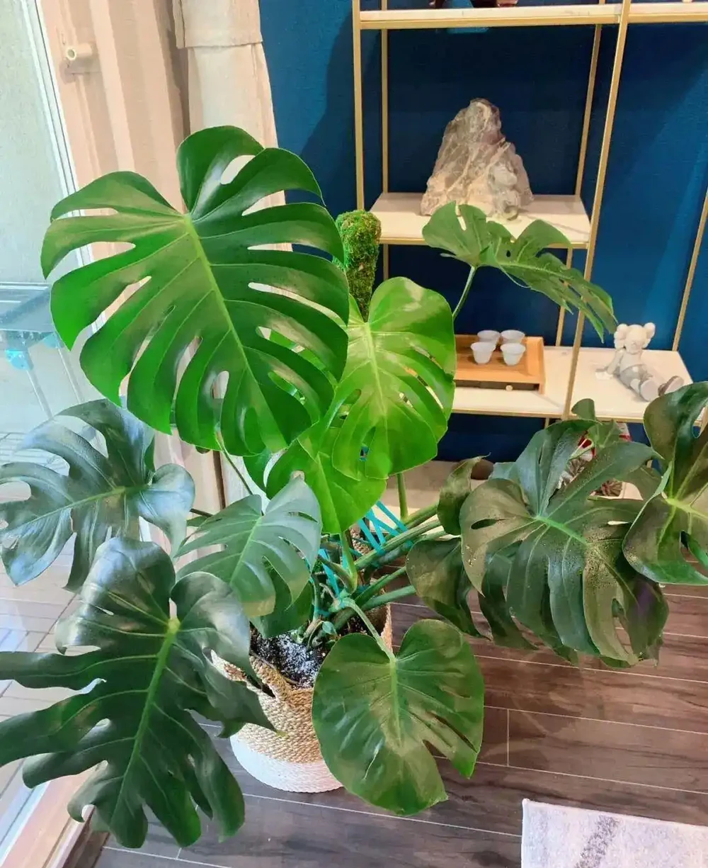 家裡光線差？這15種耐陰花讓你家秒變綠植天堂！