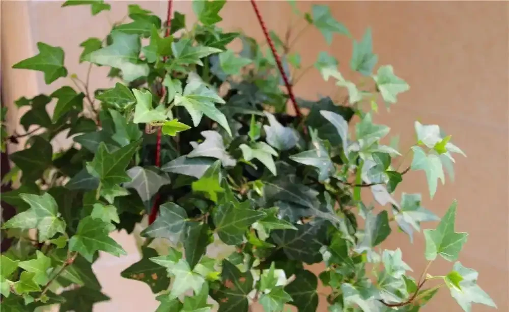 家裡光線差？這15種耐陰花讓你家秒變綠植天堂！