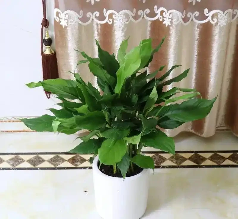 家裡光線差？這15種耐陰花讓你家秒變綠植天堂！