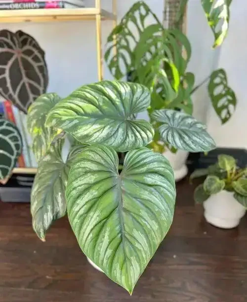 家裡光線差？這15種耐陰花讓你家秒變綠植天堂！