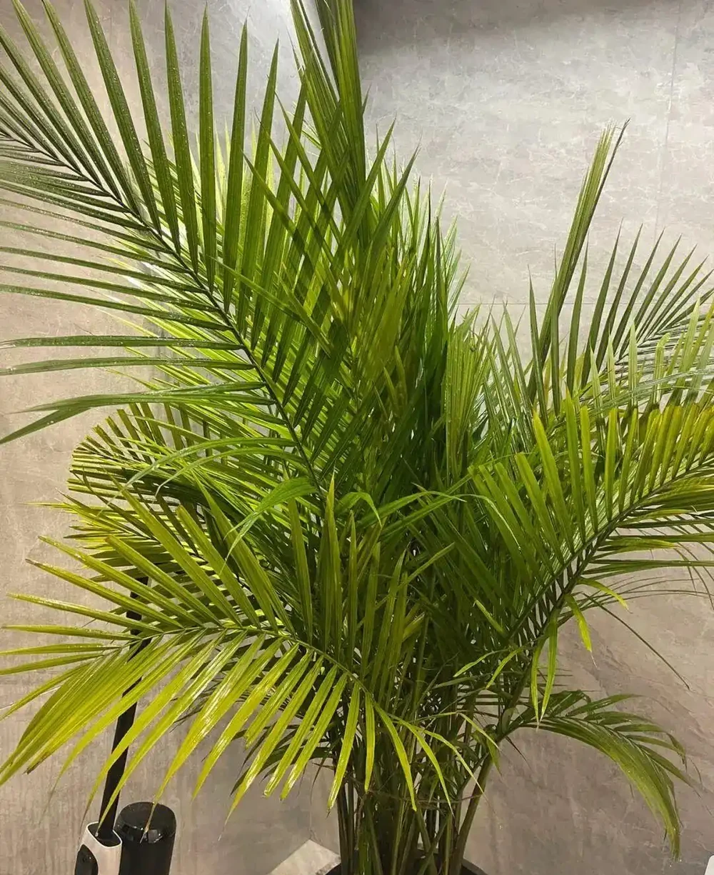 家裡光線差？這15種耐陰花讓你家秒變綠植天堂！