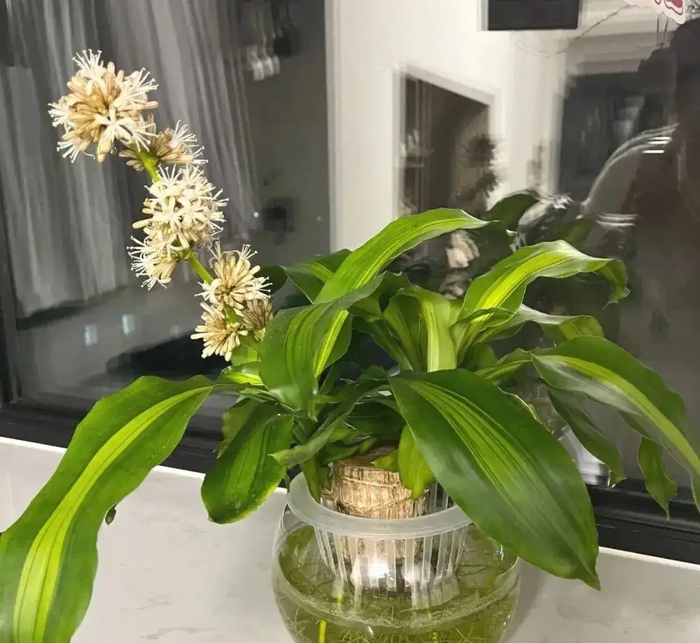 家裡光線差？這15種耐陰花讓你家秒變綠植天堂！