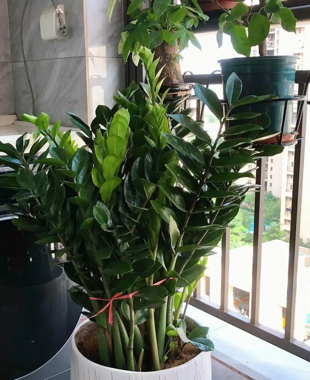 家裡光線差？這15種耐陰花讓你家秒變綠植天堂！