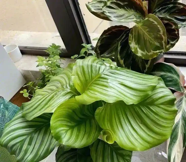 家裡光線差？這15種耐陰花讓你家秒變綠植天堂！
