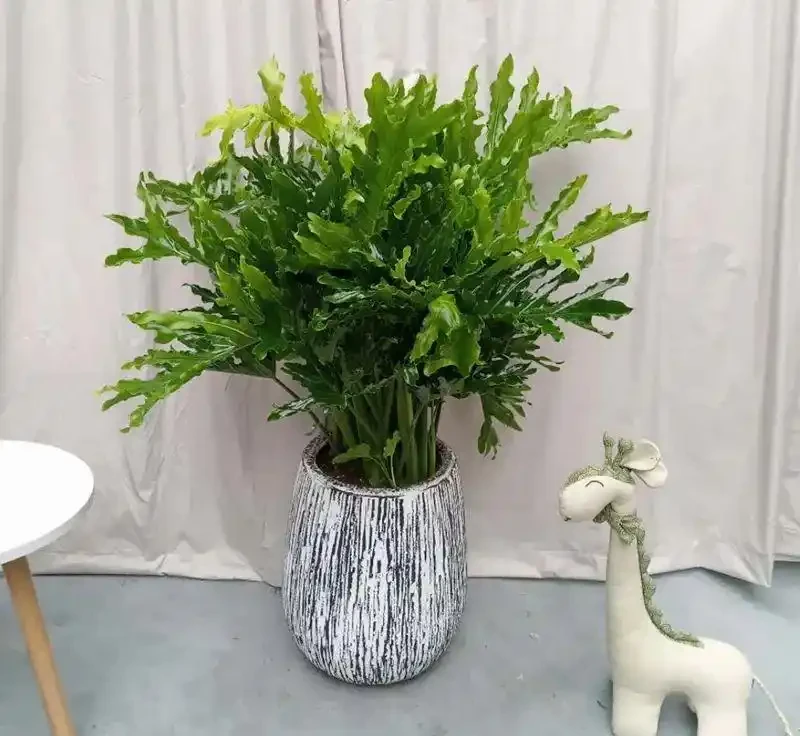 家裡光線差？這15種耐陰花讓你家秒變綠植天堂！