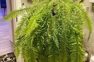 家裡光線差？這15種耐陰花讓你家秒變綠植天堂！