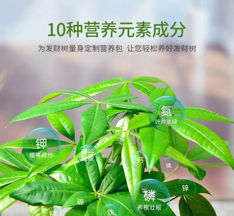 發財樹黃葉問題愁壞你？別慌！這三款神奇營養液，能讓瀕臨枯萎的綠植快速重煥生機，效果堪稱植物界救星