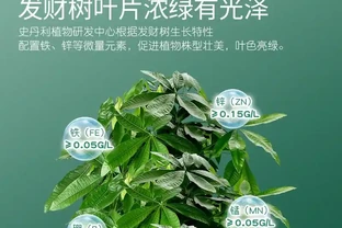 發財樹黃葉問題愁壞你？別慌！這三款神奇營養液，能讓瀕臨枯萎的綠植快速重煥生機，效果堪稱植物界救星