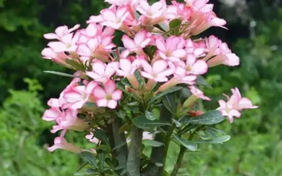 後臺炸了!全是沙漠玫瑰「病危求救」:杆軟、葉禿、澆一次水就蔫!這份冬季終極搶救手冊,能救一棵是一棵