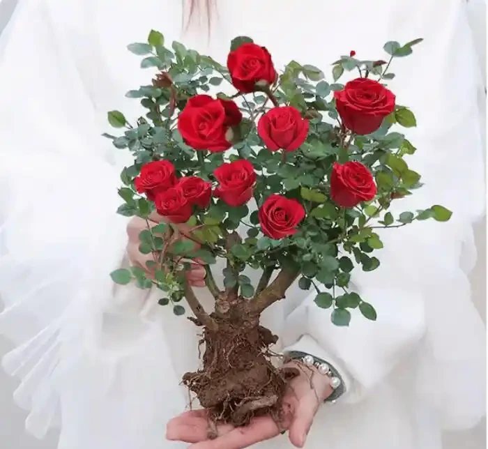 庭院如何香氣四溢?原來秘訣藏在香水玫瑰老樁盆栽裡!這份養成指南大揭秘,讓你輕鬆打造芬芳庭院