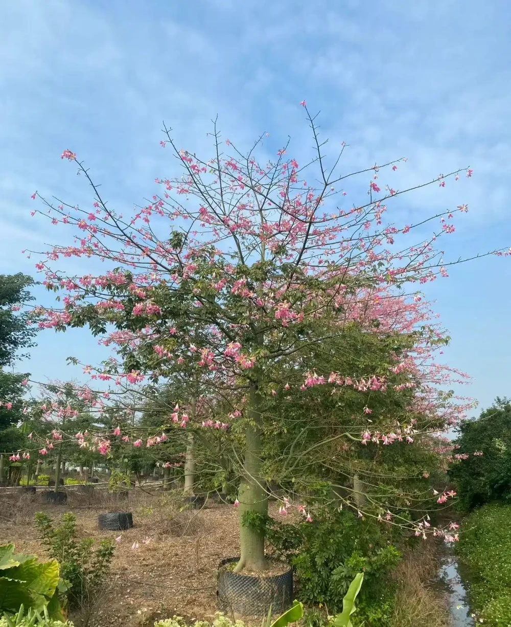 3. 掌狀複葉青翠,入秋泛黃脫落