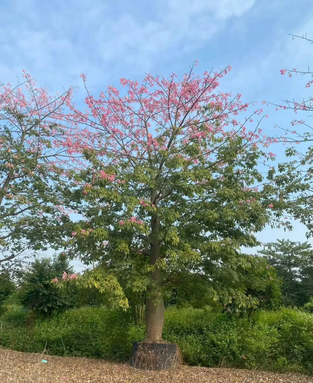 7. 庭院孤植列植,適配多種場景