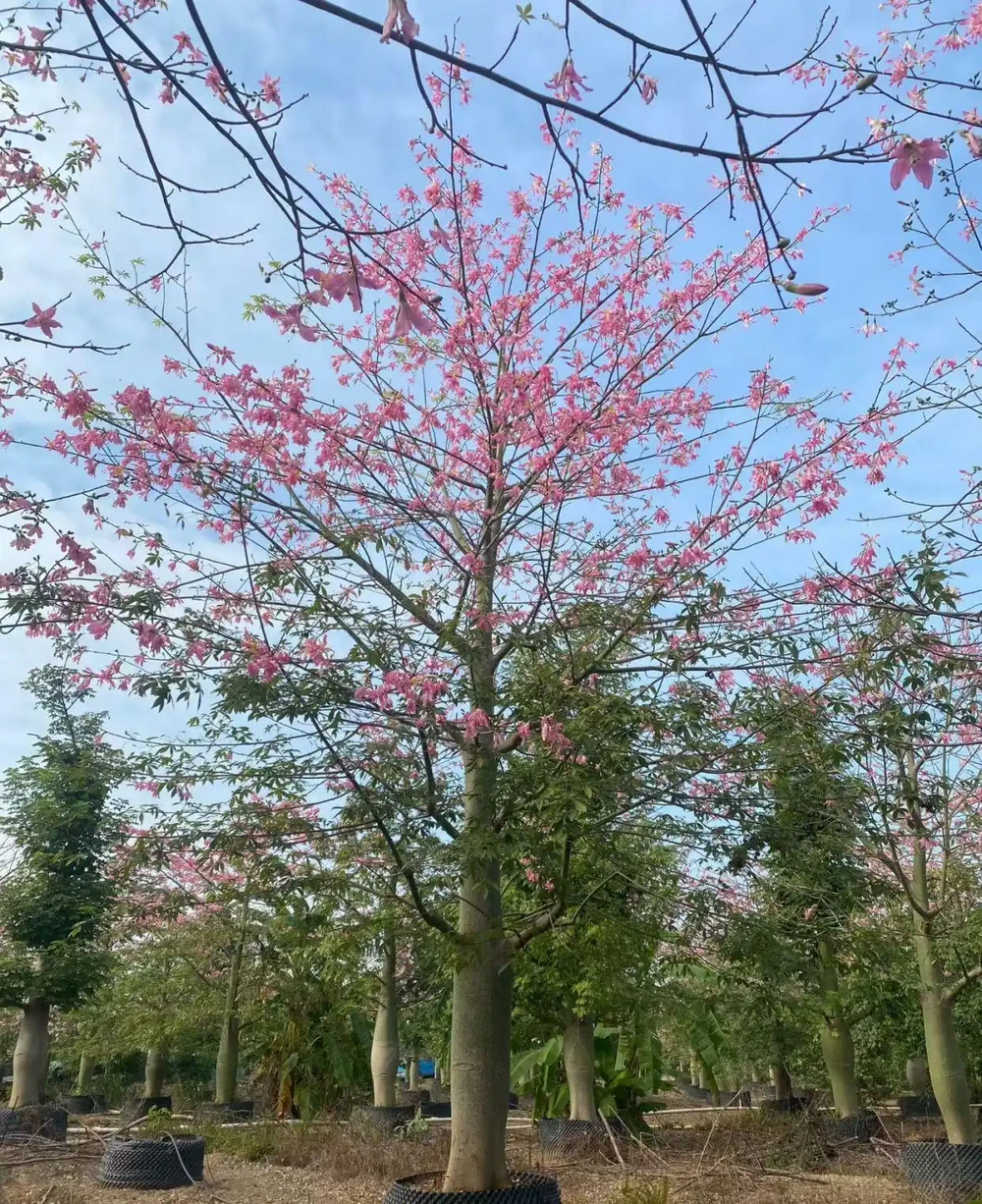 8. 四季景緻不同,秋冬觀賞尤佳