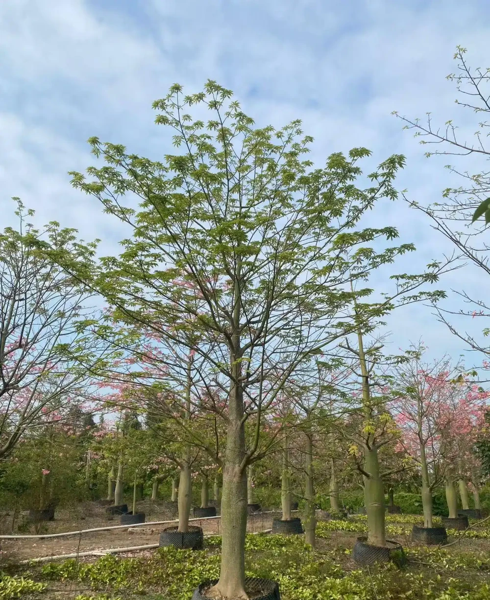 1. 木棉科喬木,樹幹膨大辨識度高